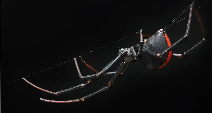 Spider with Red Stripe